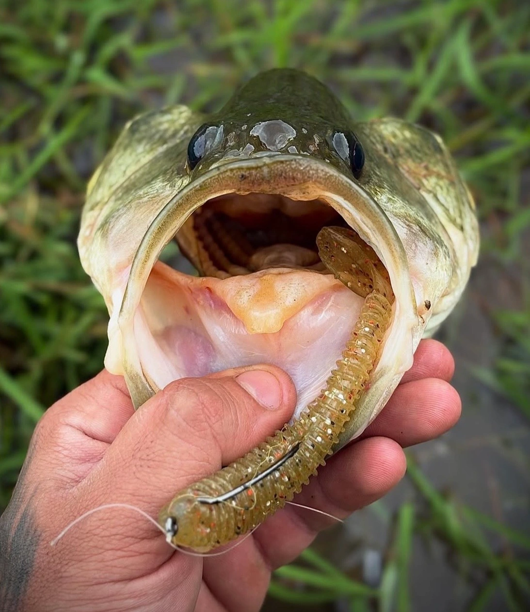 Detalhe da pesca esportiva na Casa França