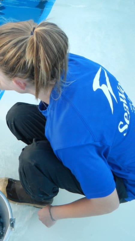 Dr. Billington feeding sea lions at Marine Mammal Care Center