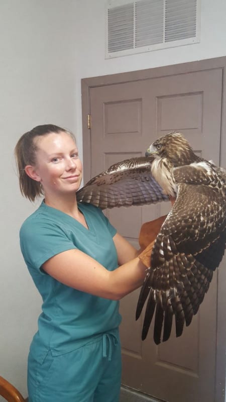 Dr. Lindsay Billington holding a hawk during wildlife rehabilitation