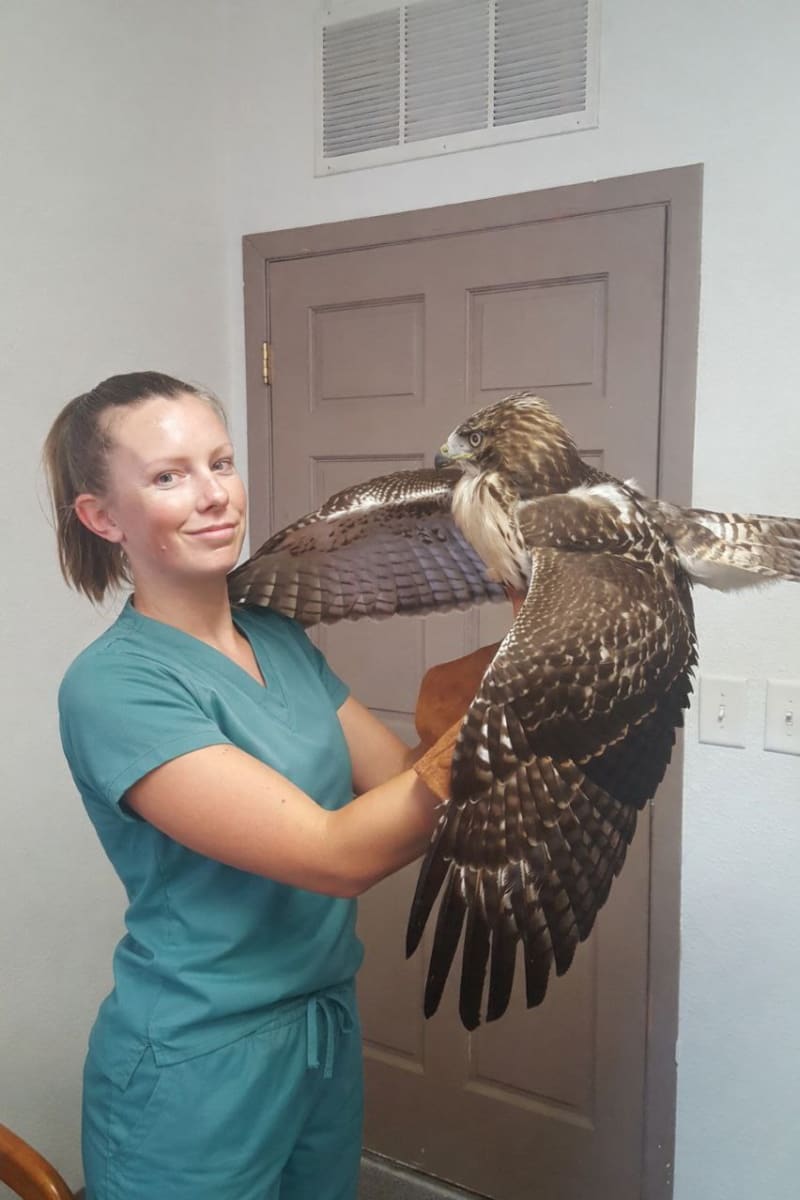 Dr. Billington during wildlife rehabilitation work