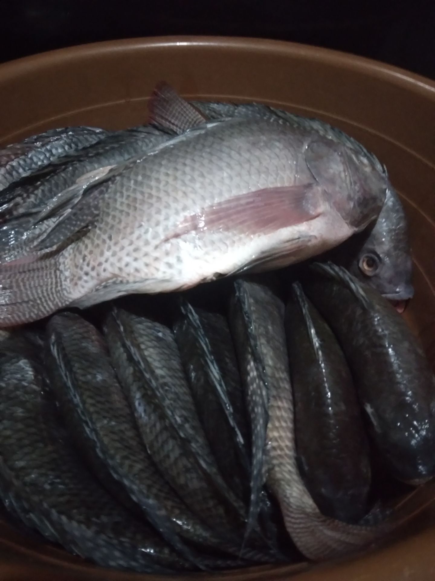 Fresh Bream