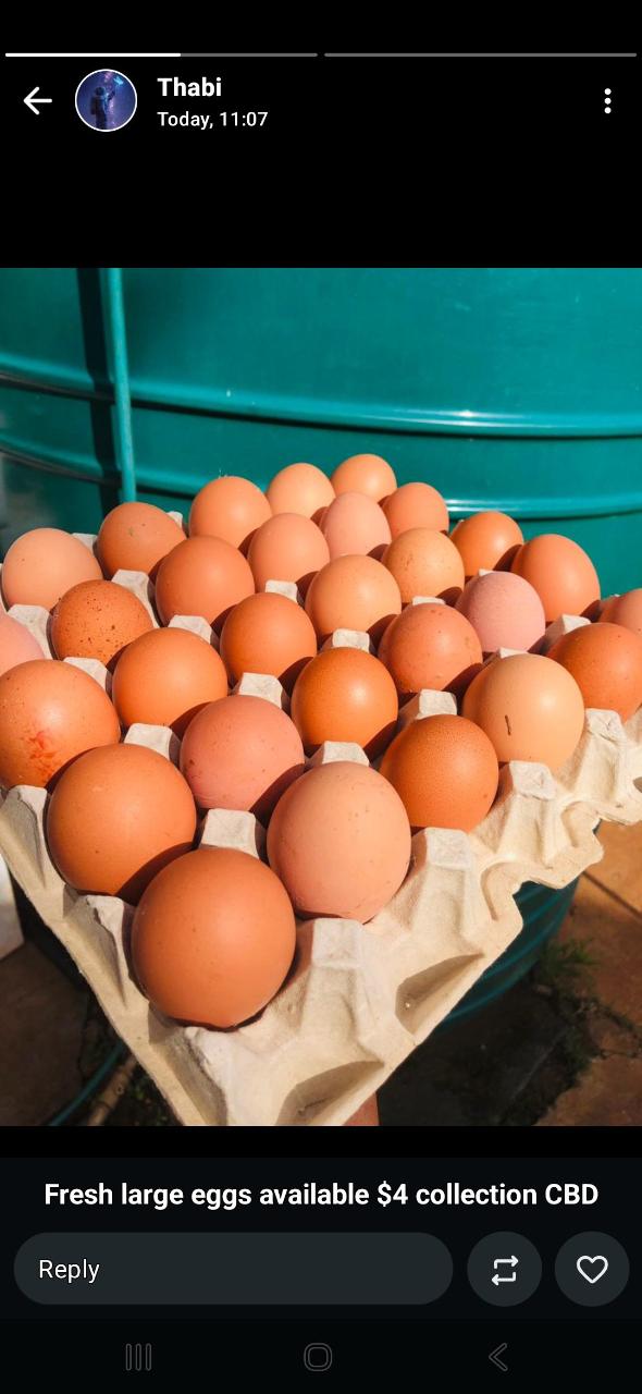 Large Eggs