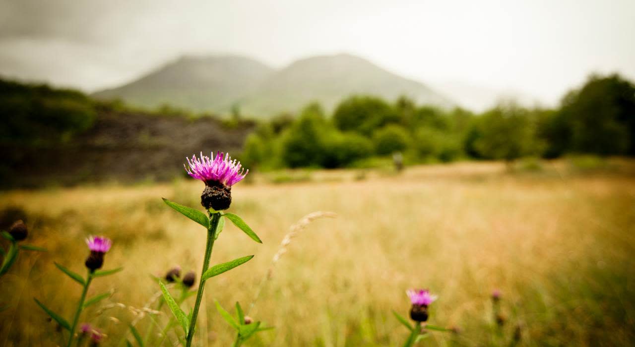 Famous Scottish Last Names and Their Meanings