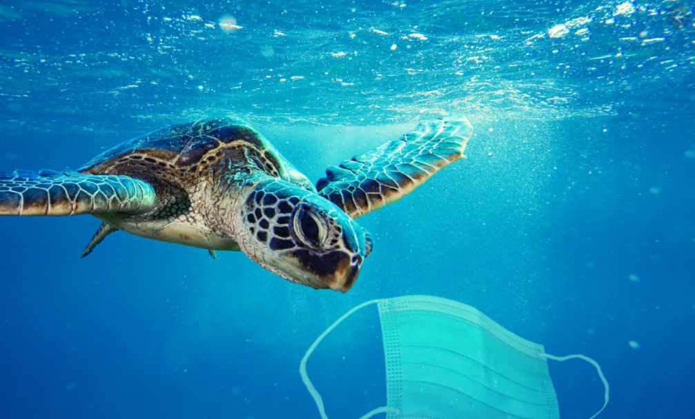 Are Single-use Masks Protectors Or Polluters?