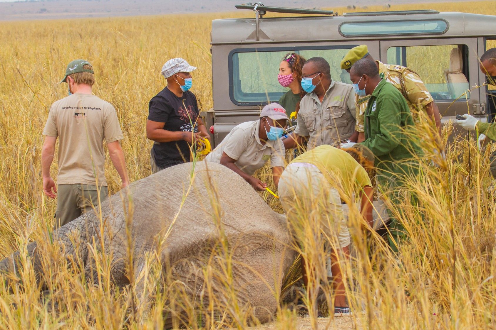 Sh.16.5 Million For Named Elephant And Counting