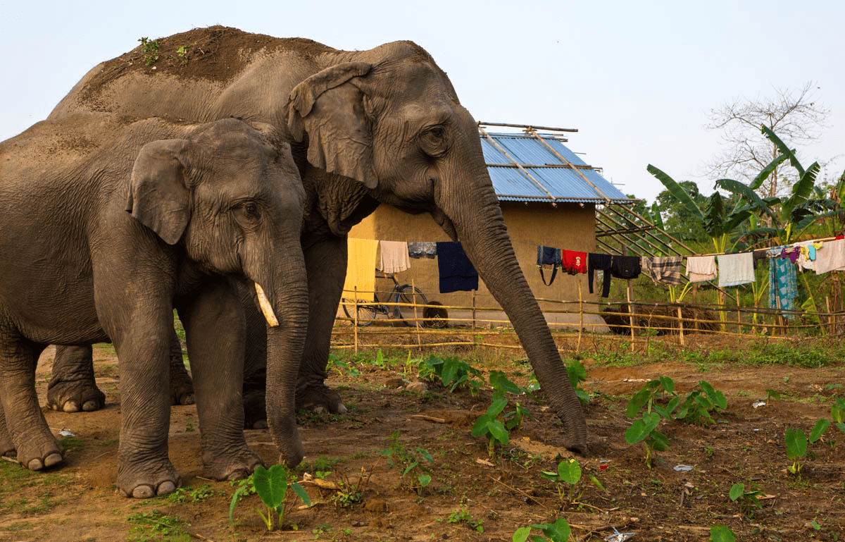 The Anatomy of Human Wildlife Conflict and Compensation