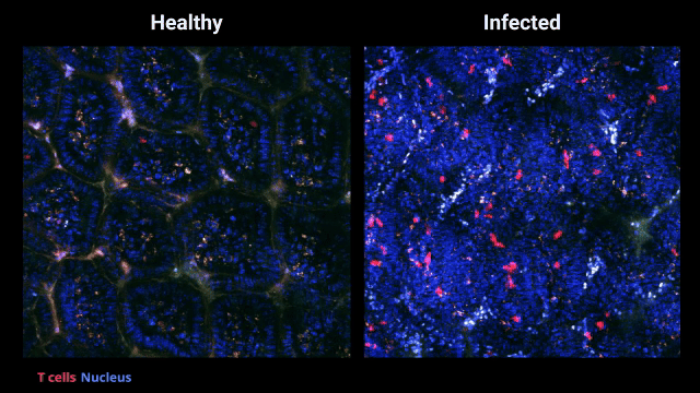 Our TRACK paper is published in Nature Immunology! 