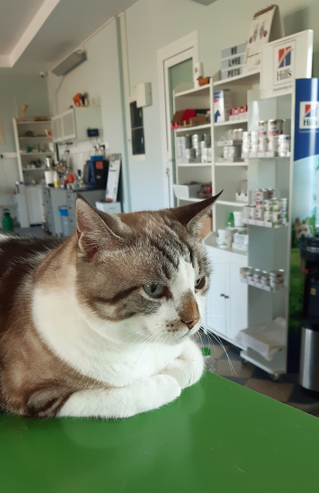 ΚΤΗΝΙΑΤΡΕΙΟ VETERINARY SURGEON - Dr. ΒΑΝΧΕΕΡΣ ΚΩΣΤΑΣ 2