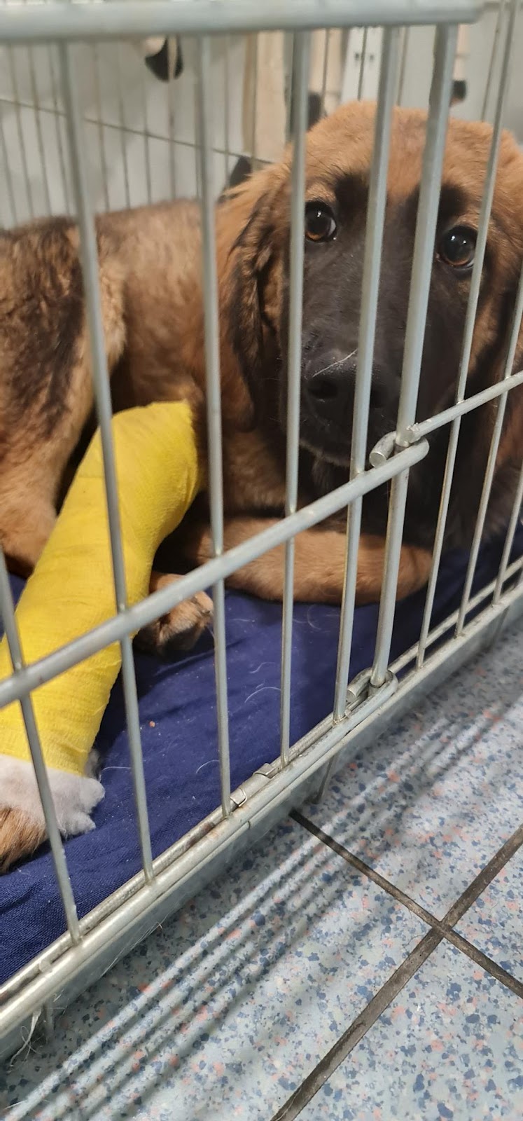 ΚΤΗΝΙΑΤΡΕΙΟ VETERINARY SURGEON - Dr. ΒΑΝΧΕΕΡΣ ΚΩΣΤΑΣ 3