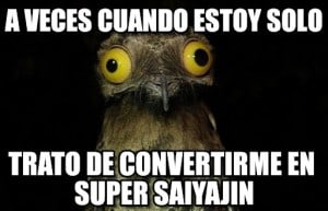 weird_potoo
