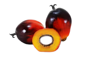 Banga Palm Fruit Extract – 800g