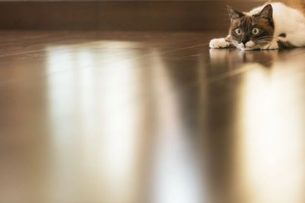 床に横たわる猫と、ロボット掃除機の選び方を考えるシーン。猫は驚いている。
