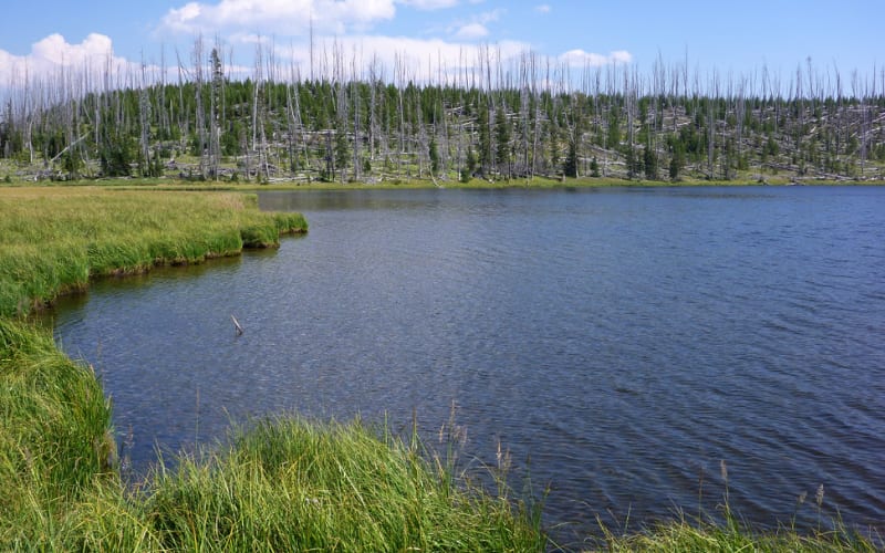 A tranquil lake surrounded by greenery and charred trees, ideal for Yellowstone hikes.