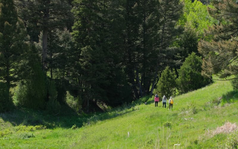 Three hikers enjoy a sunny day on a trail surrounded by lush greenery, exploring Yellowstone hikes.