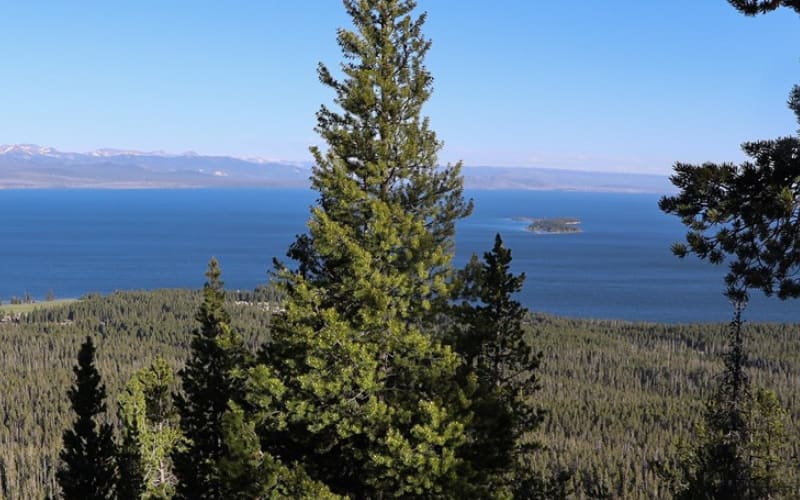 A scenic view of Yellowstone Lake surrounded by lush trees, perfect for exploring Yellowstone hikes.