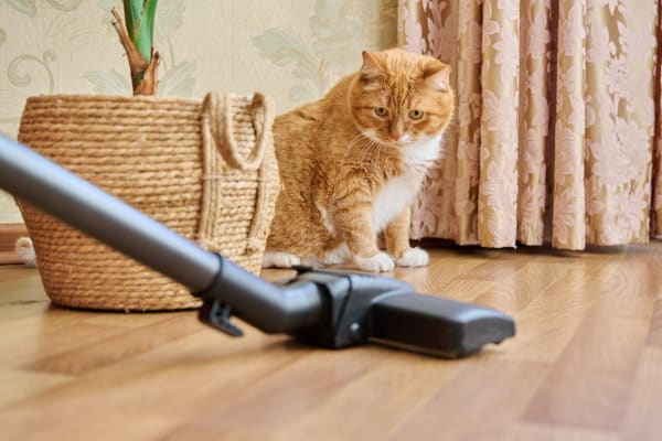 A cat scared of vacuum stands on the floor, eyeing the vacuum cleaner near a plant and curtains.