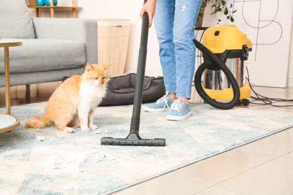 A cat scared of vacuum sits anxiously on the rug while a person cleans nearby.