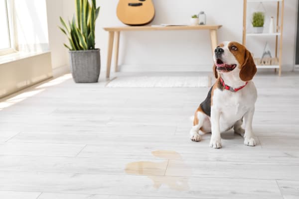 A beagle sitting on clean vinyl floors, with a small mess, showcasing a robot vacuum nearby.