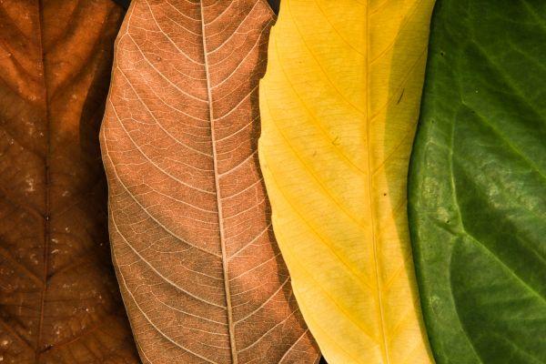 Colorful leaves in shades of brown, yellow, and green, perfect for a home cleaning checklist inspired by nature.