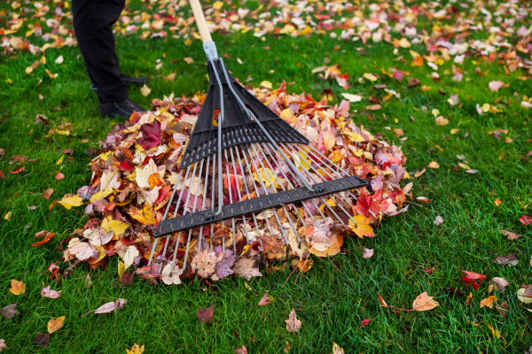 A rake gathers colorful autumn leaves into a large pile on green grass during a vibrant spring clean up.