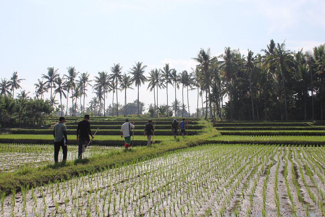 meanwhile, rural bali is an escape from crowded city