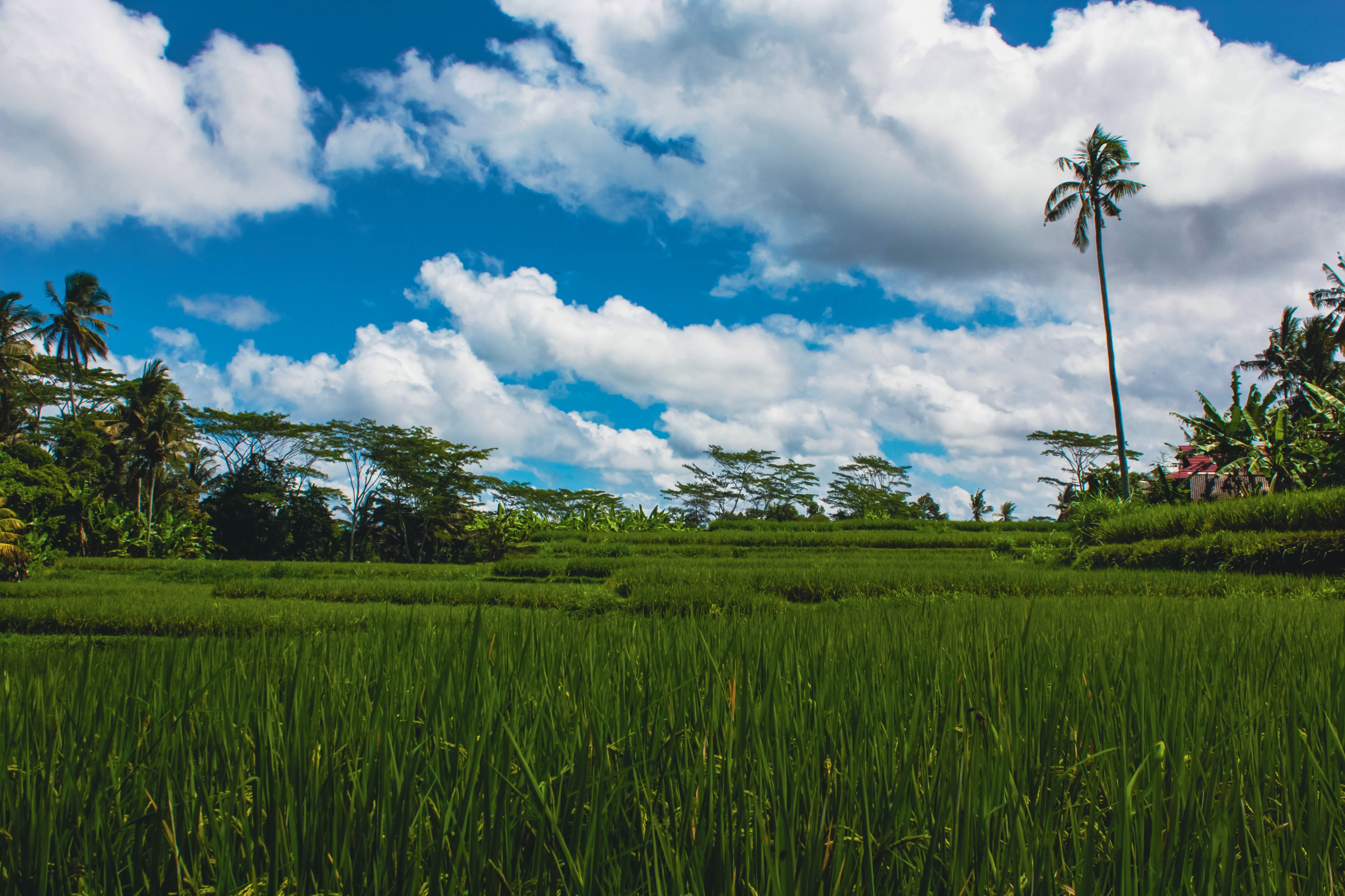 meanwhile, the trekking go through local rice field plantation.