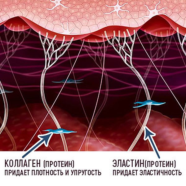 Коллагеновые волокна картинка