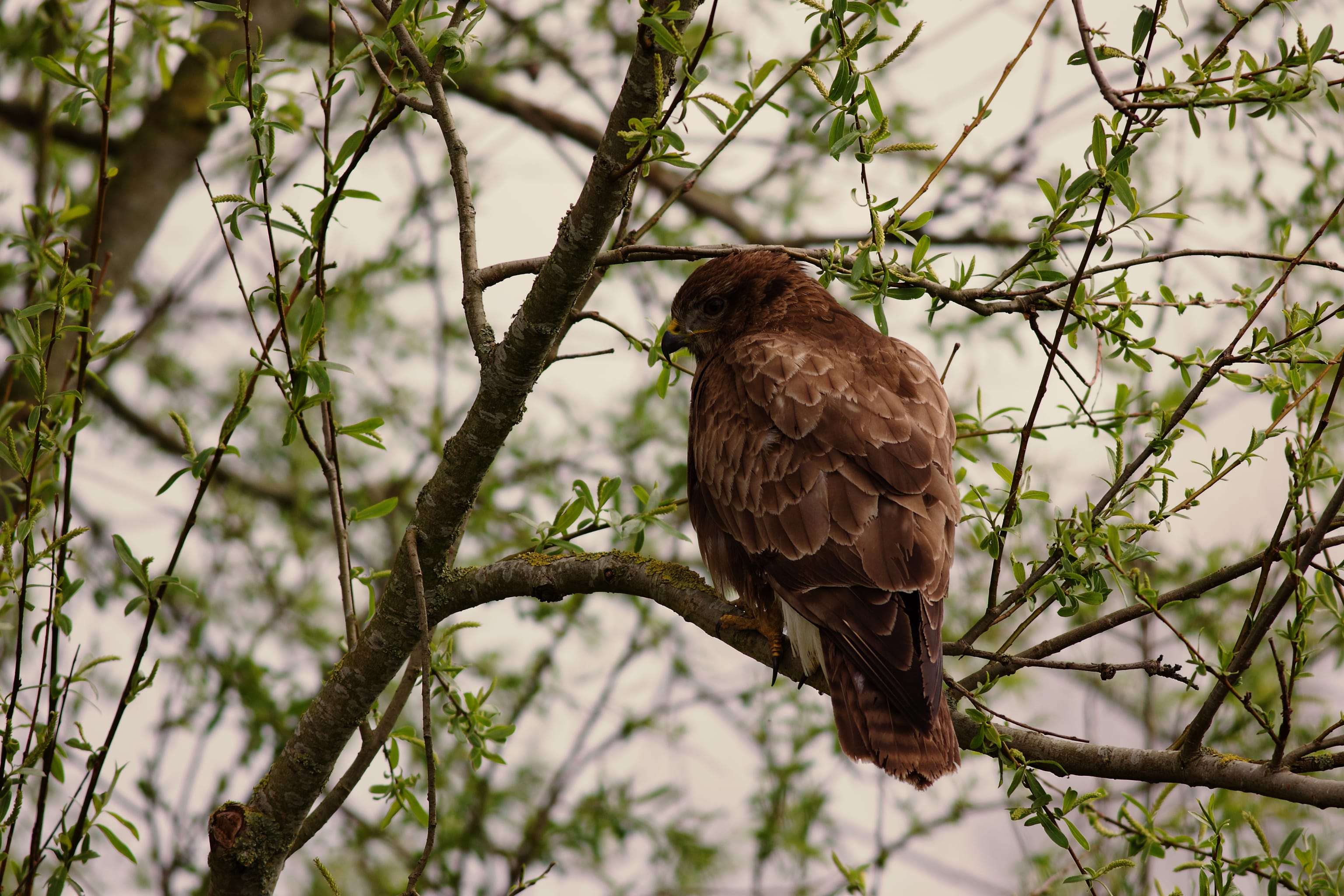 Wind, rain & some birds