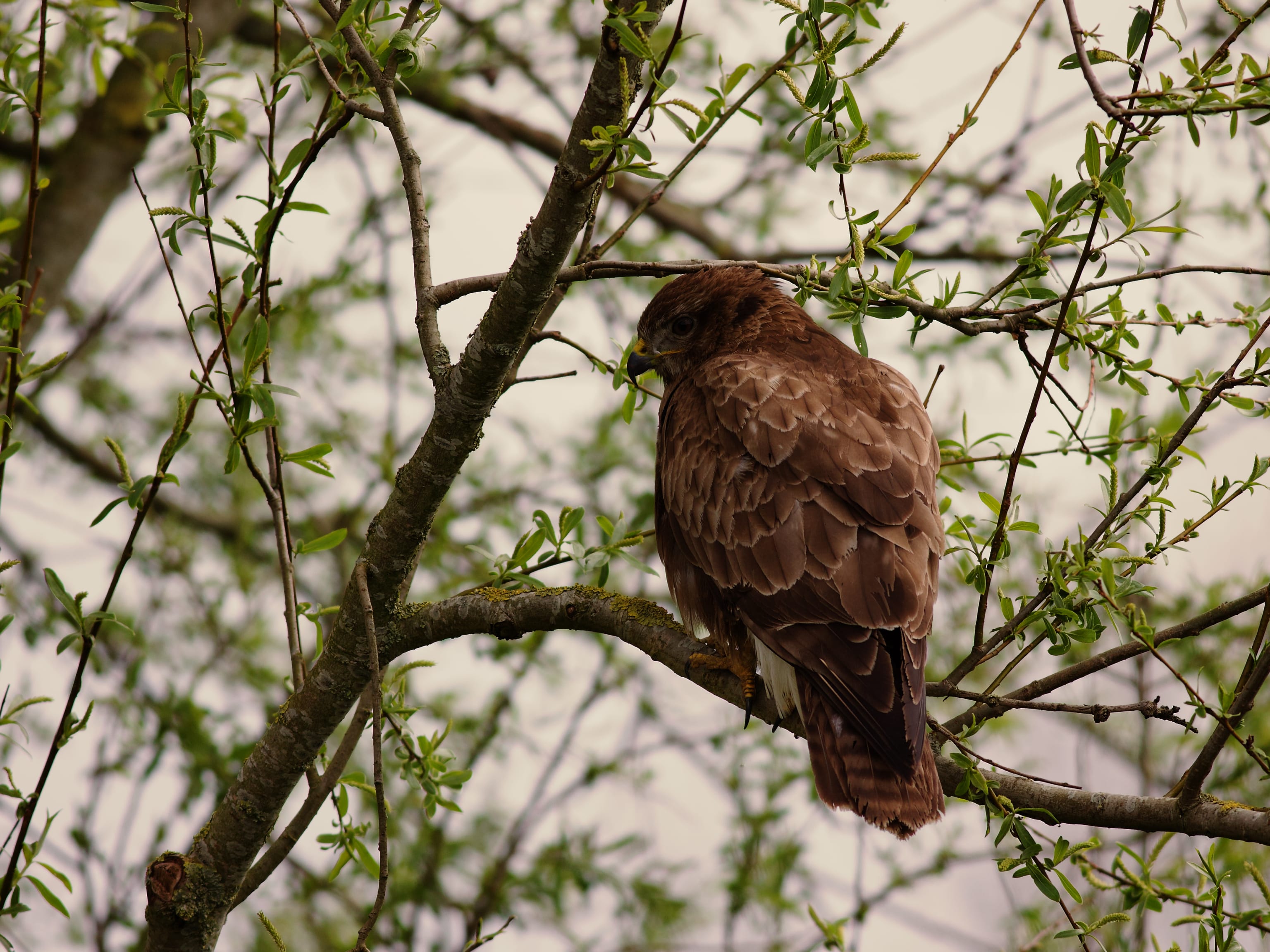 Wind, rain & some birds