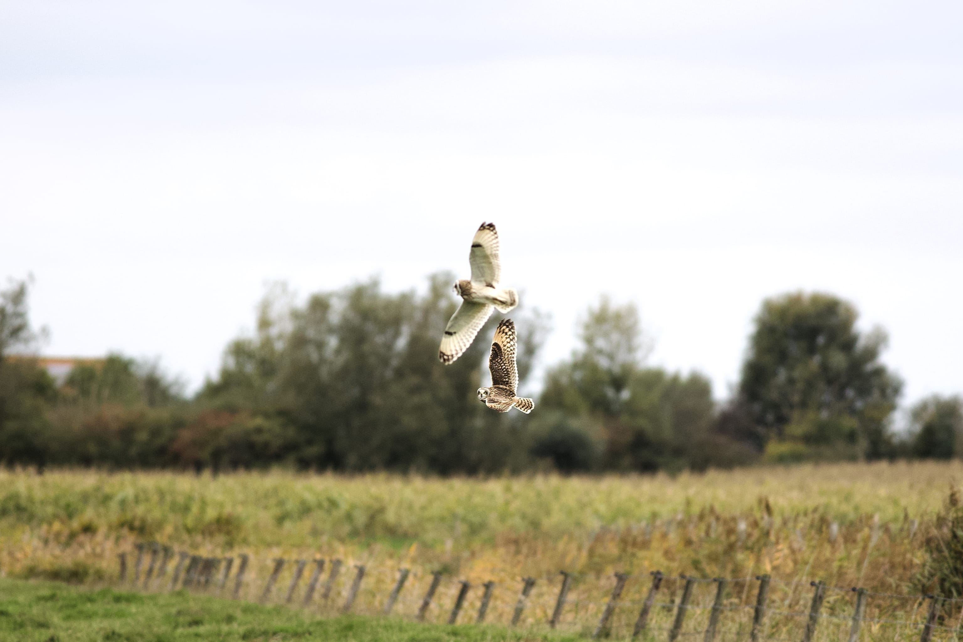 Hero image of An owl show