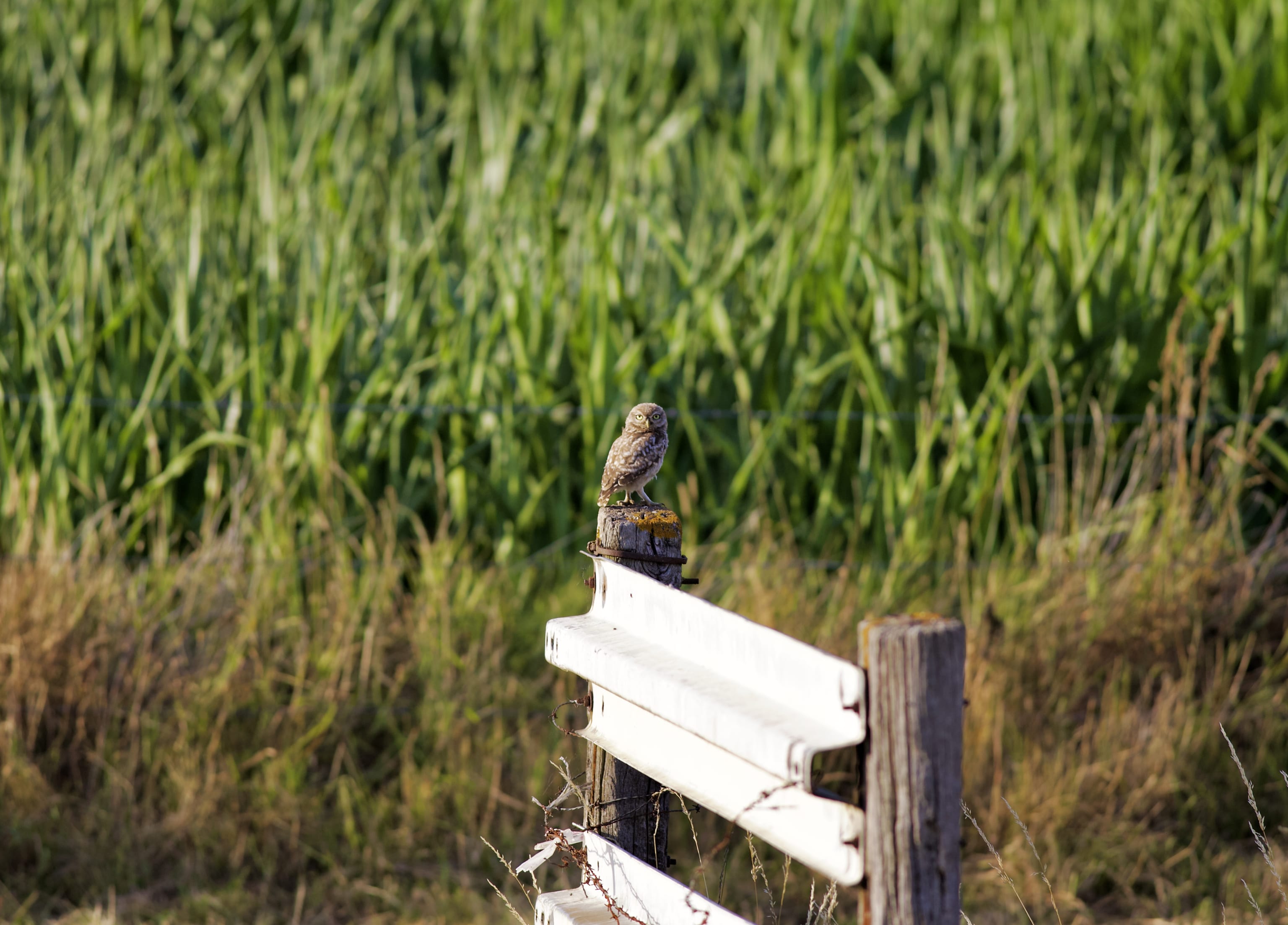 Little owl, waiting for us to go.