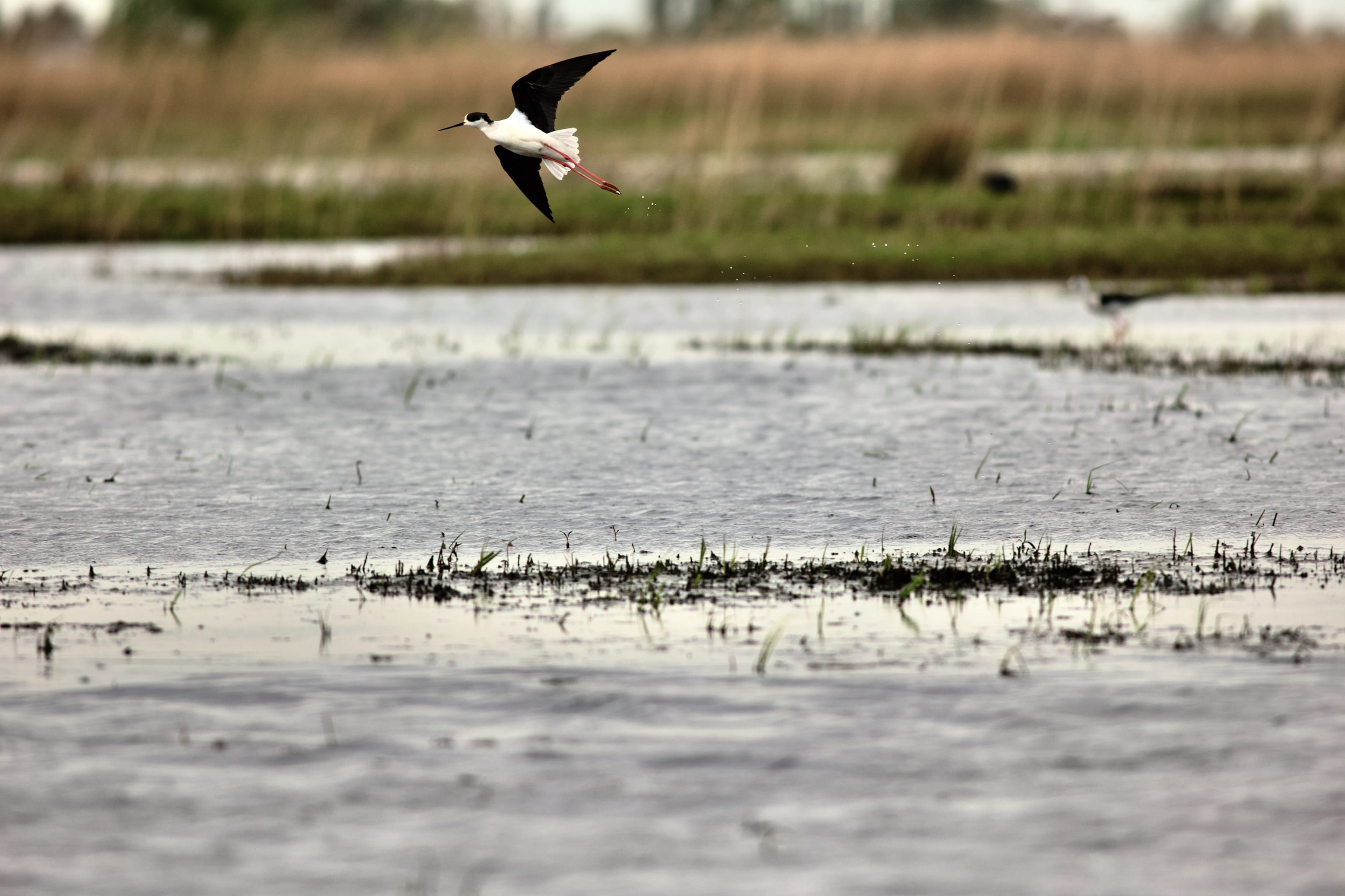 All the fields were still overflowing with water