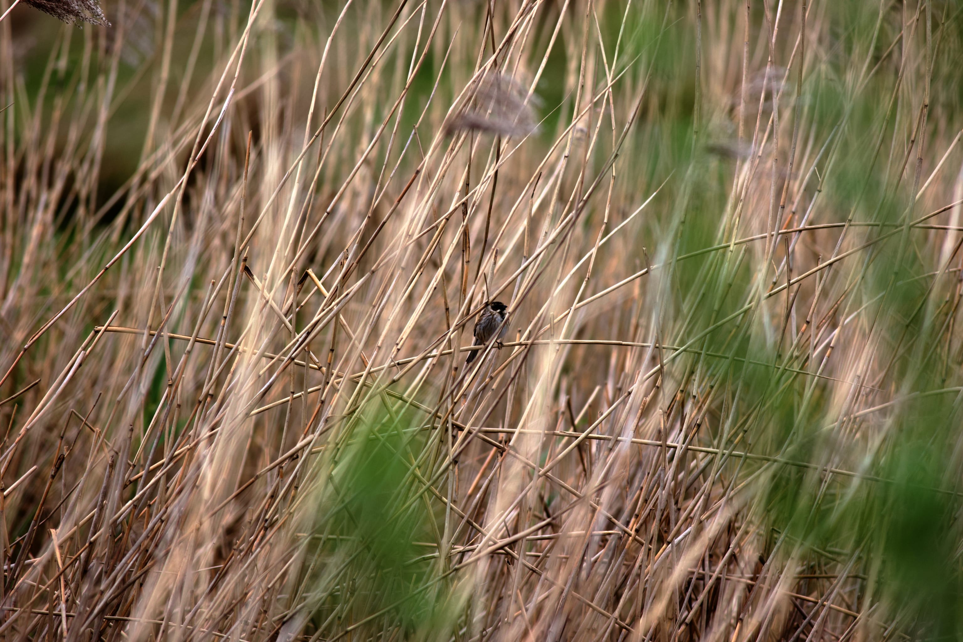 Slowly birds started to return