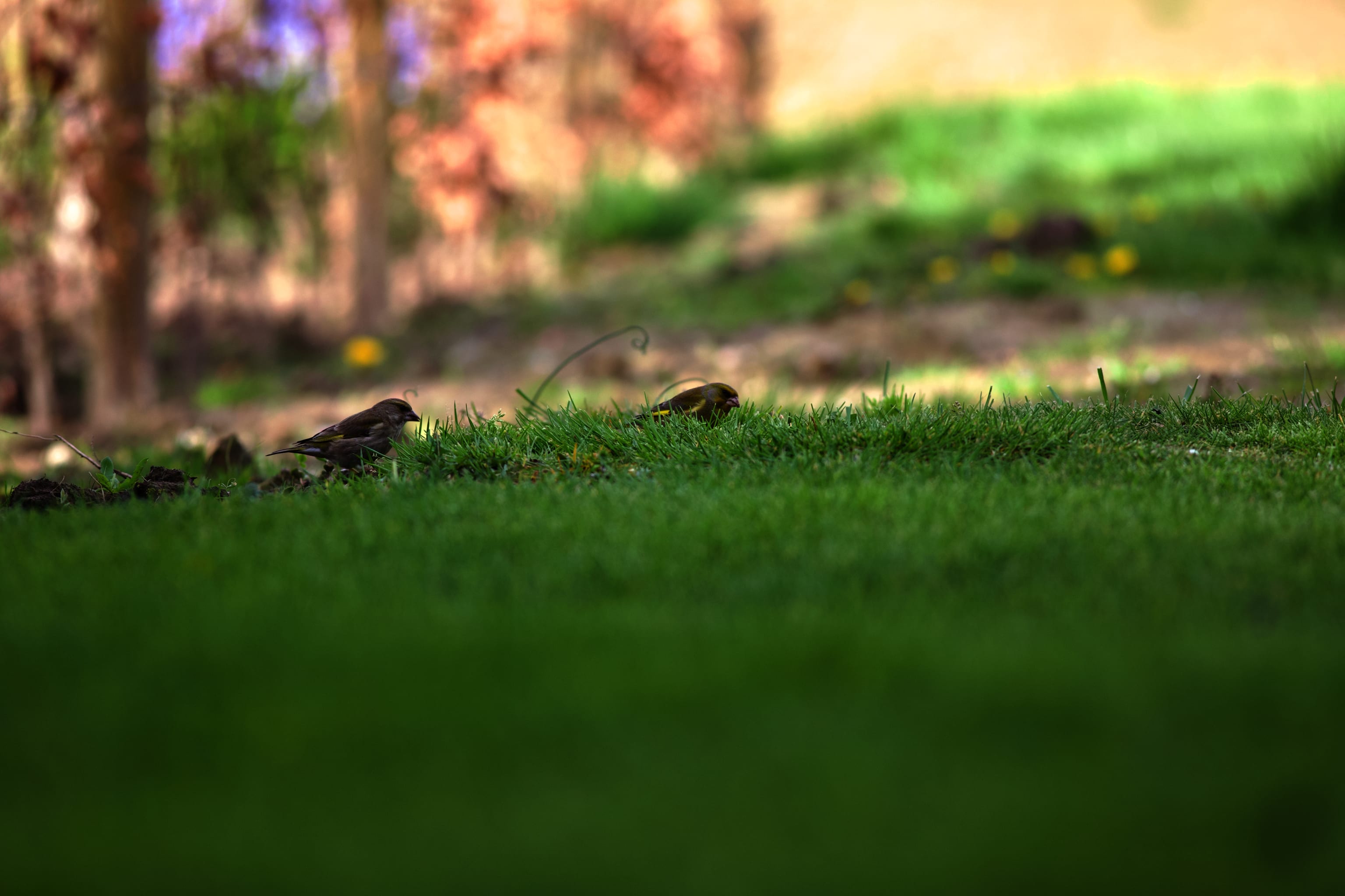 Suddenly greenfinches were everywhere