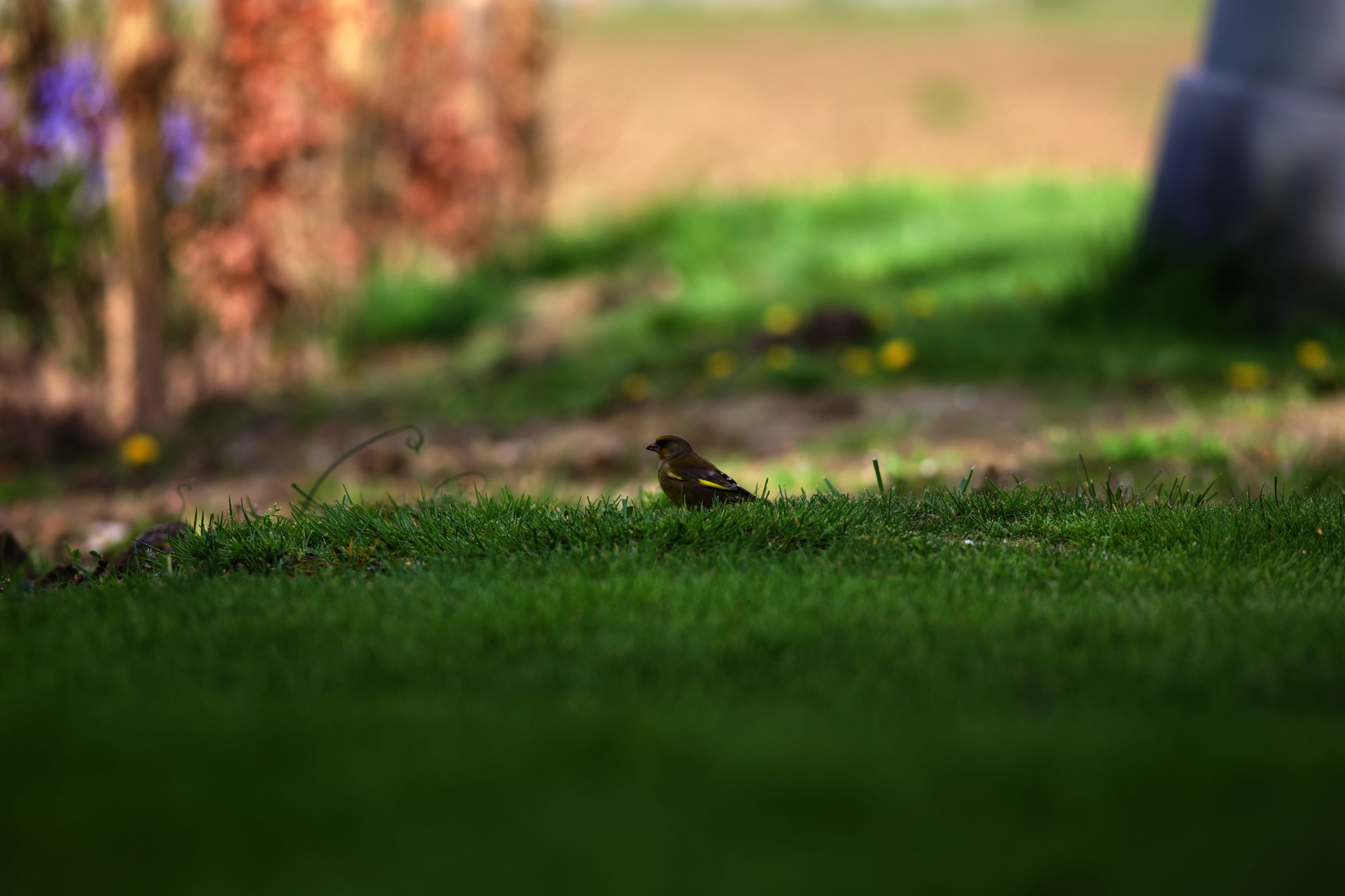 The greenfinches got flashier by the day