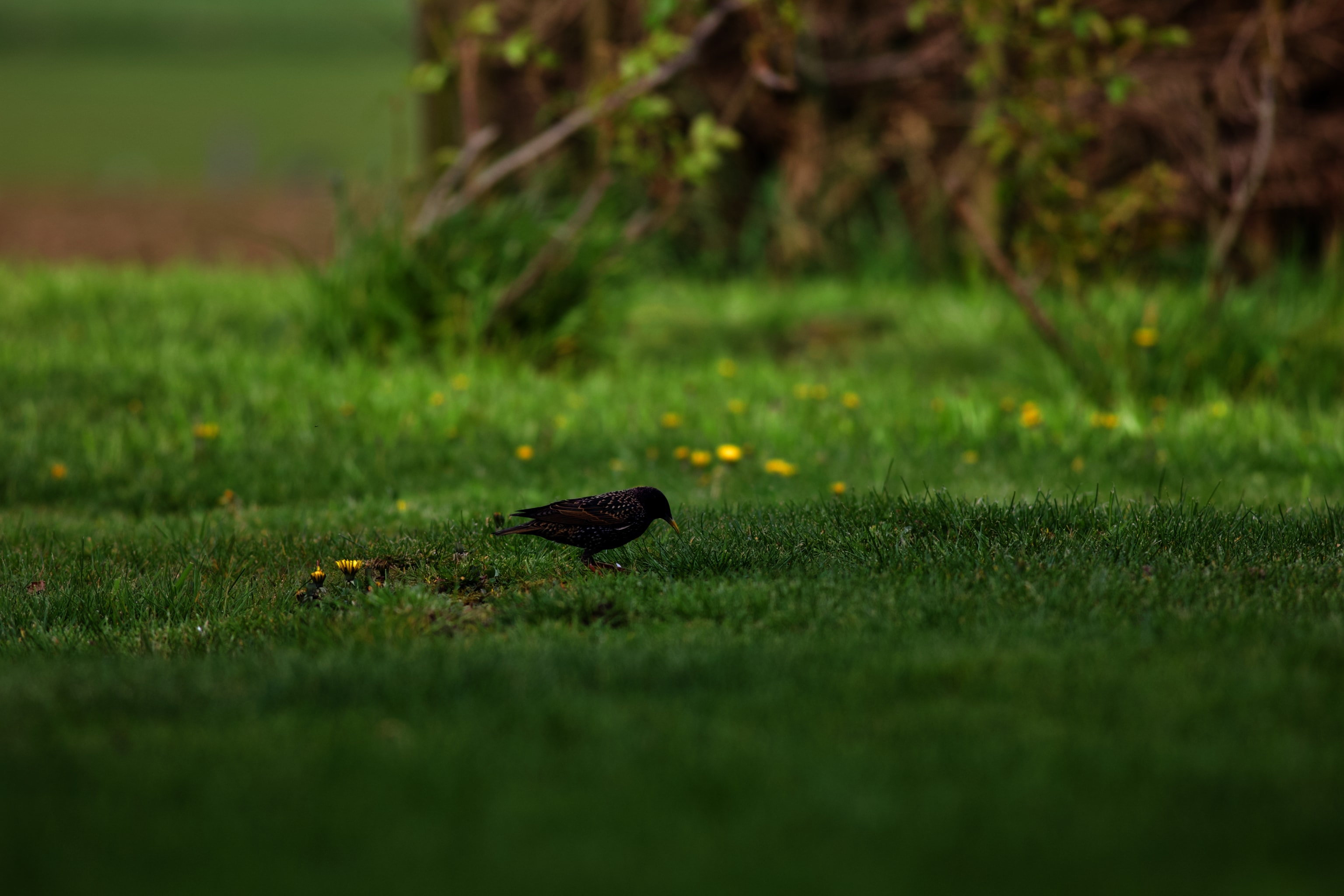 A beautiful starling