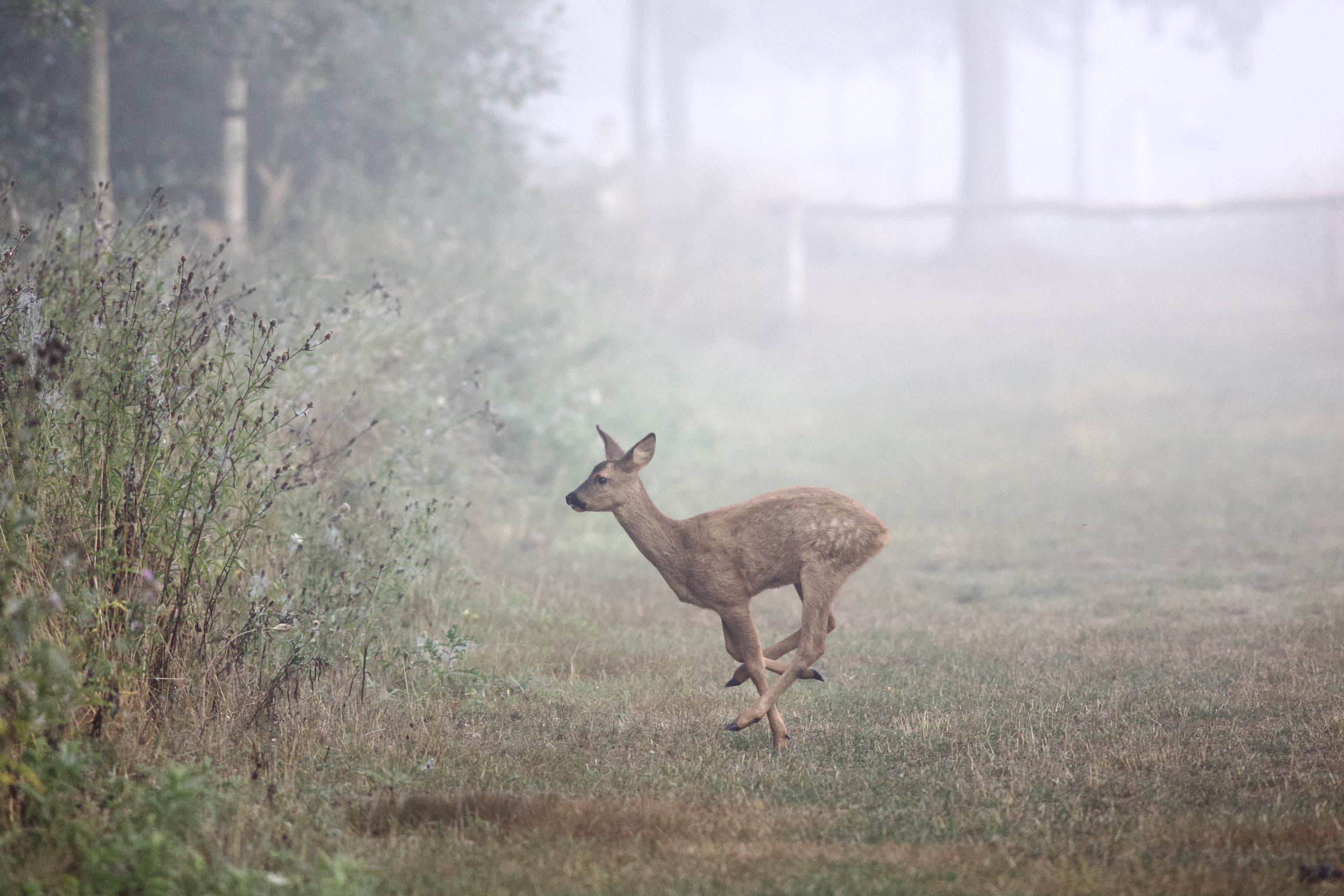 Small roe running by at sunrise