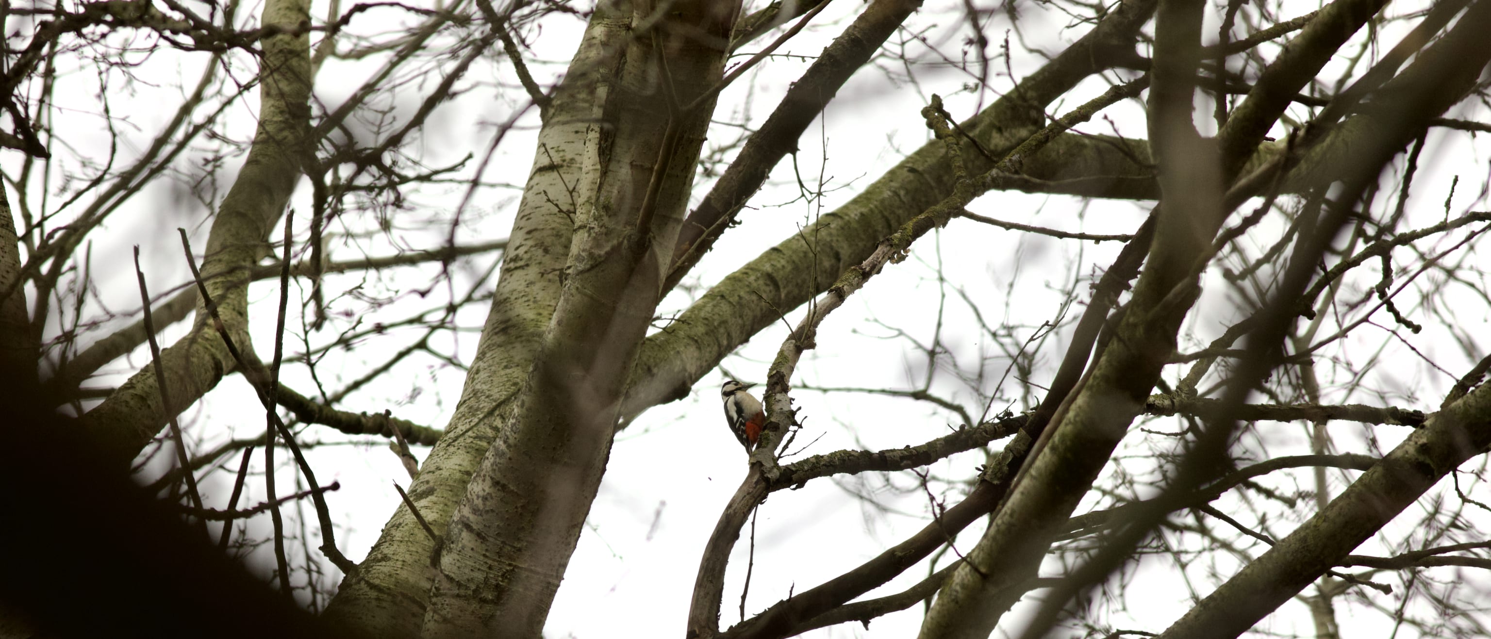 During the day you can see woodpeckers everywhere