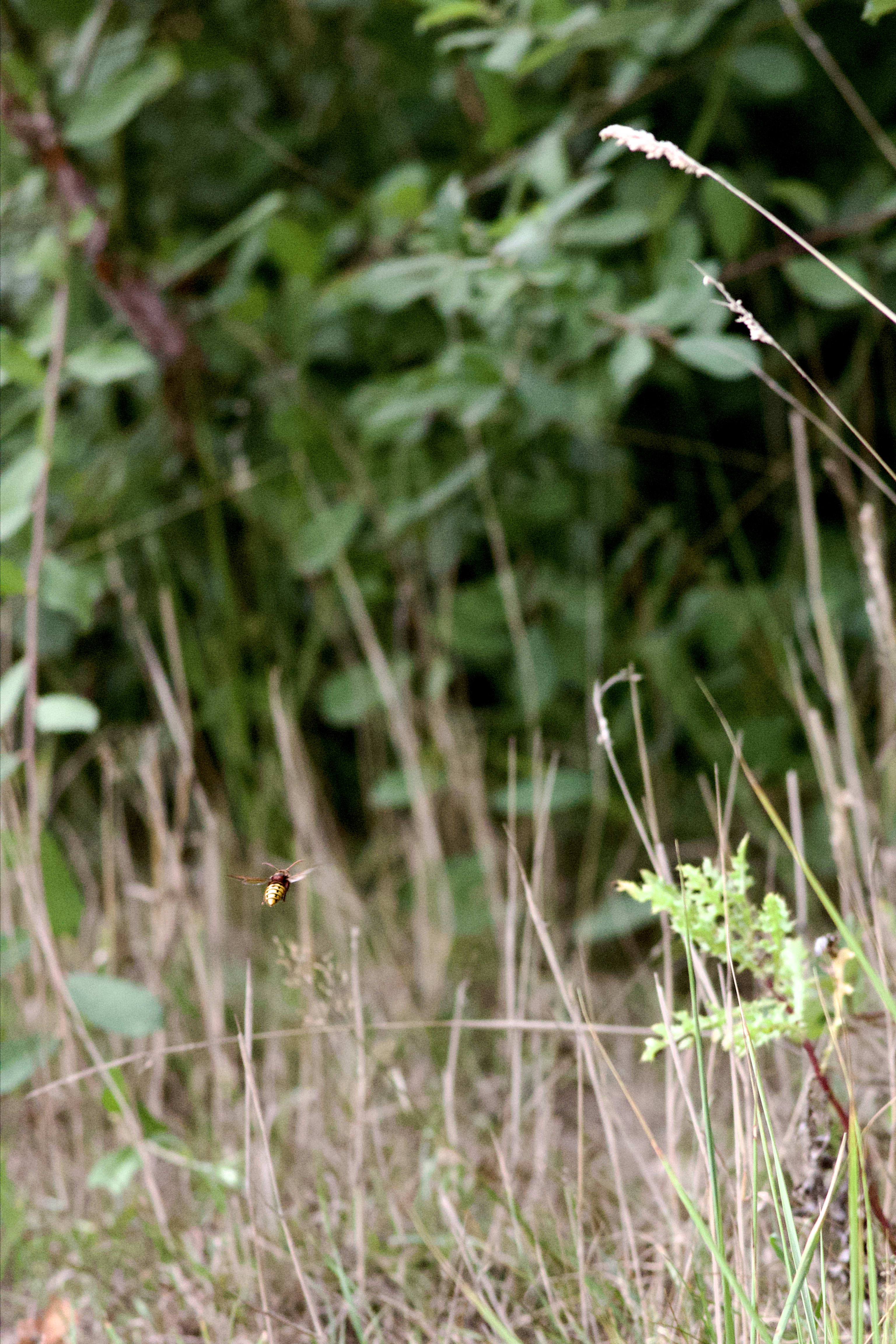 European Hornet, captured by the impeccable R6 autofocus...