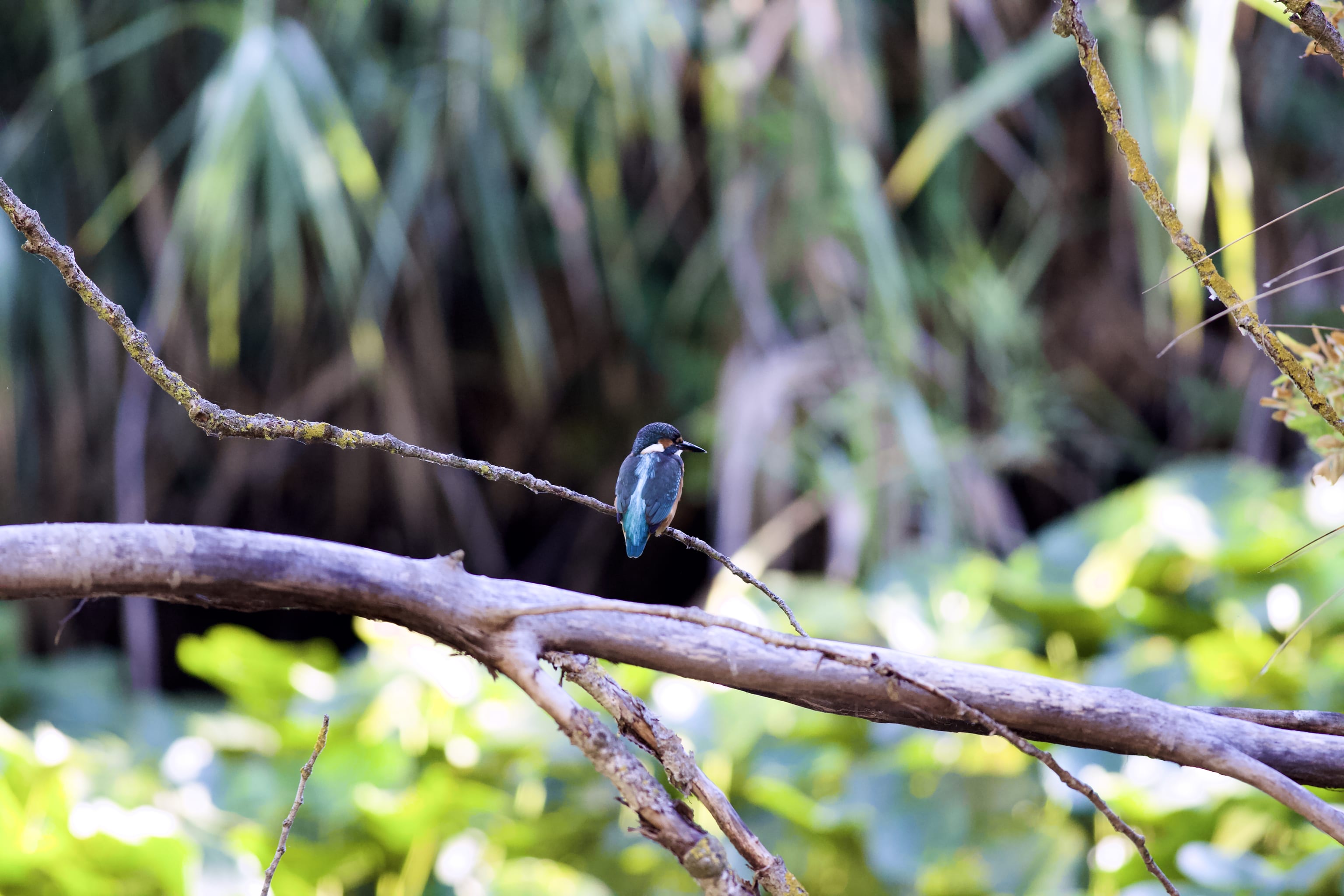 Kingfisher, slightly suspicious of camera clicking...