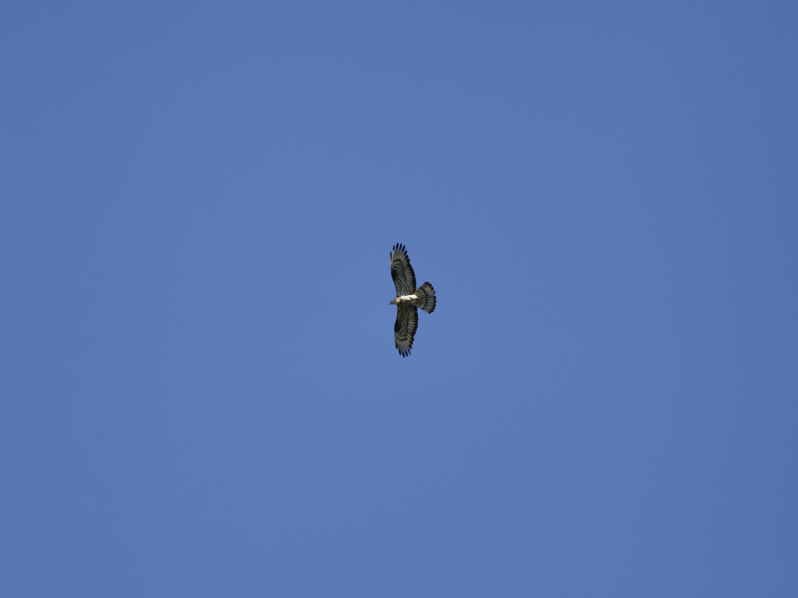 One of the many honey buzzards we saw