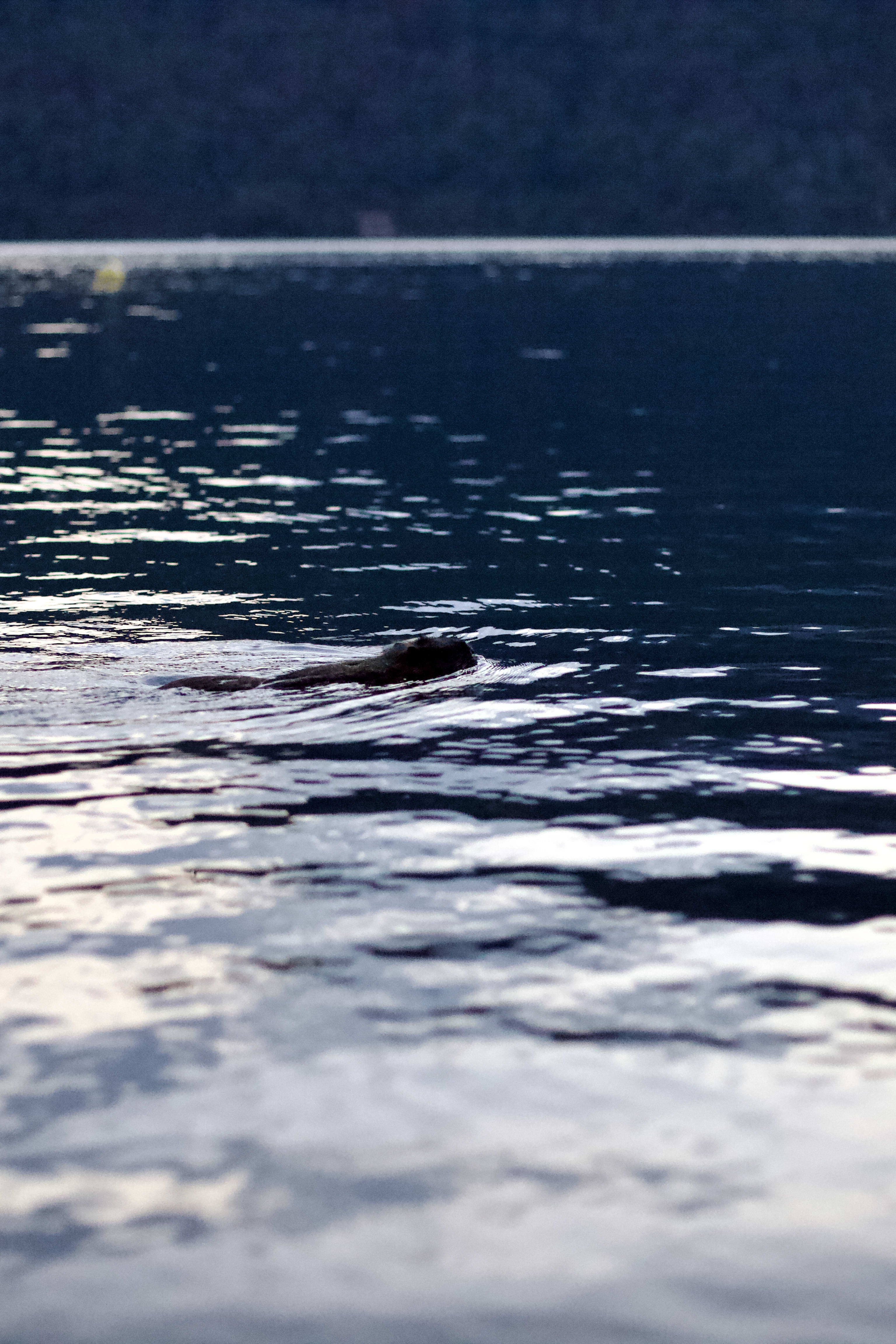 A coypu that swam by each night