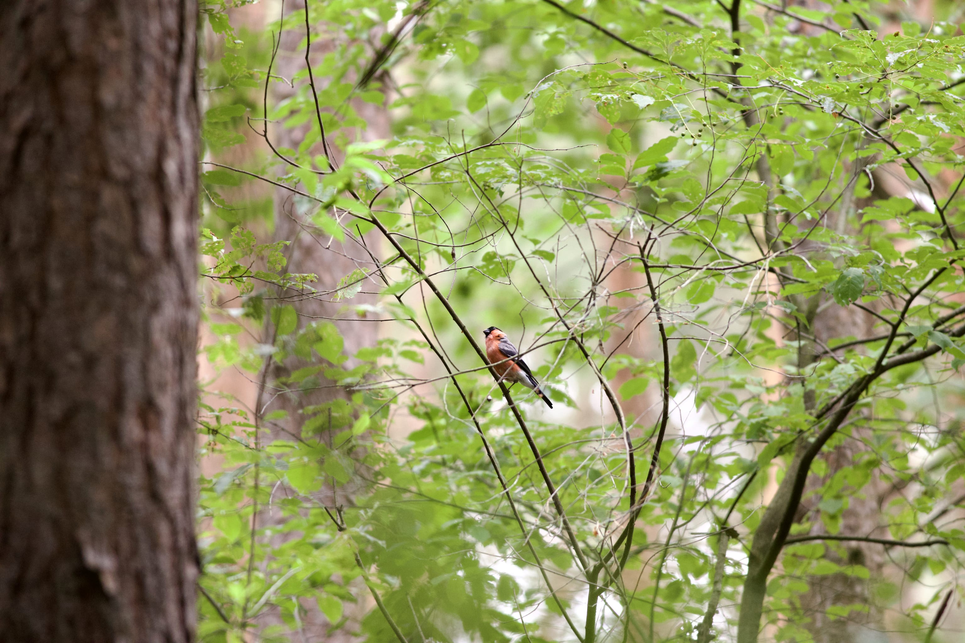 A gorgeous bullfinch.