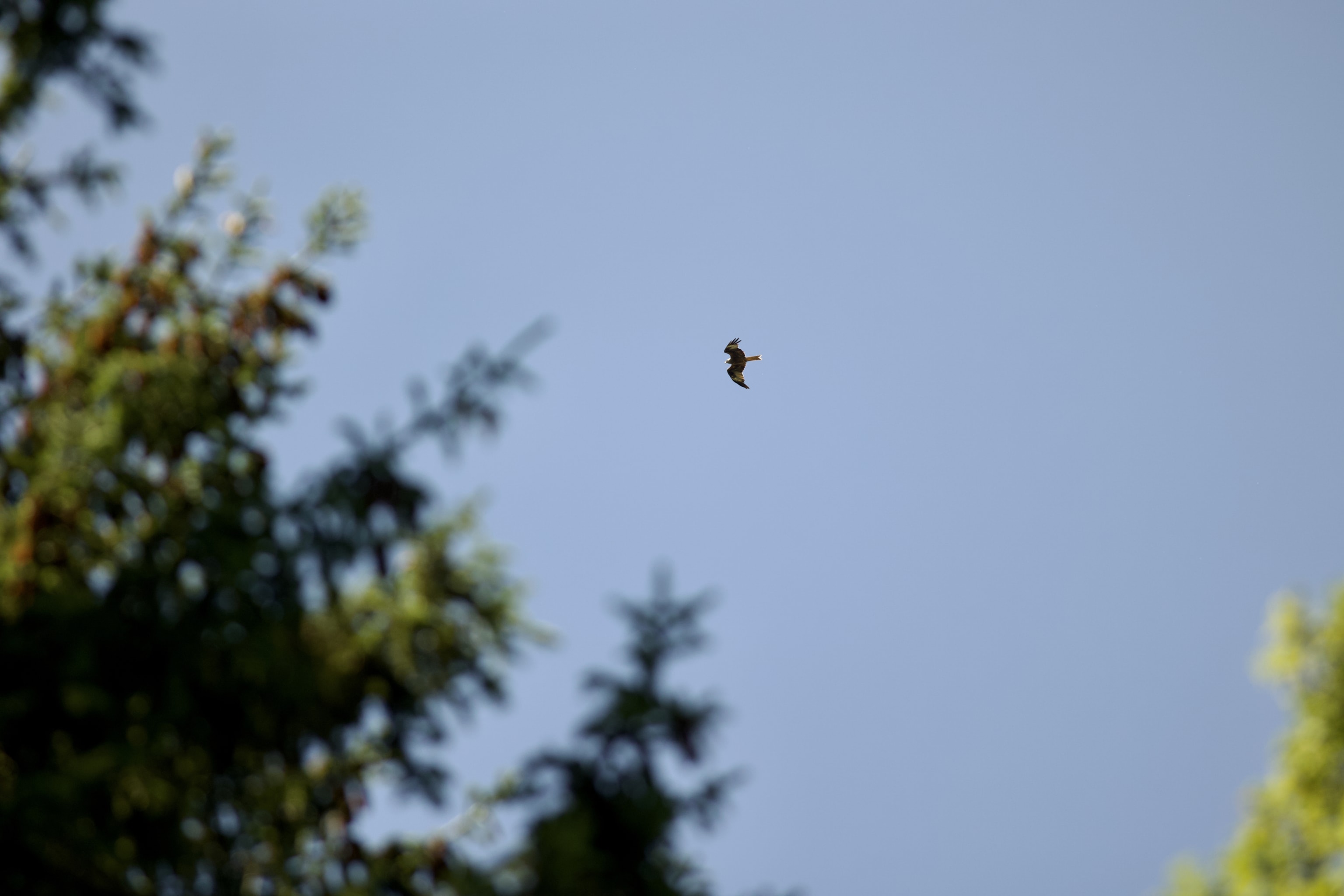 Lots of kites (at home we see them rarely).