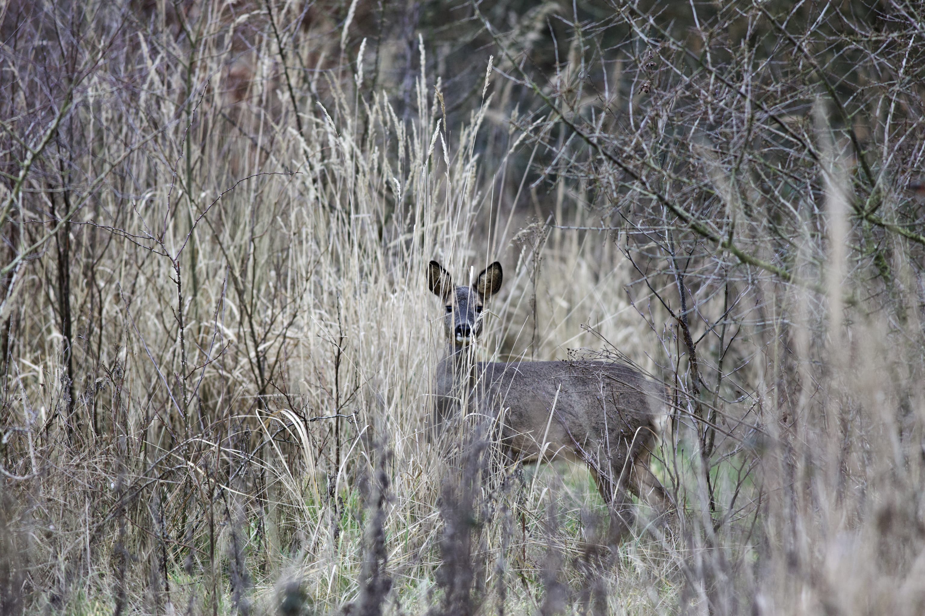 A roedeer with its winter fur