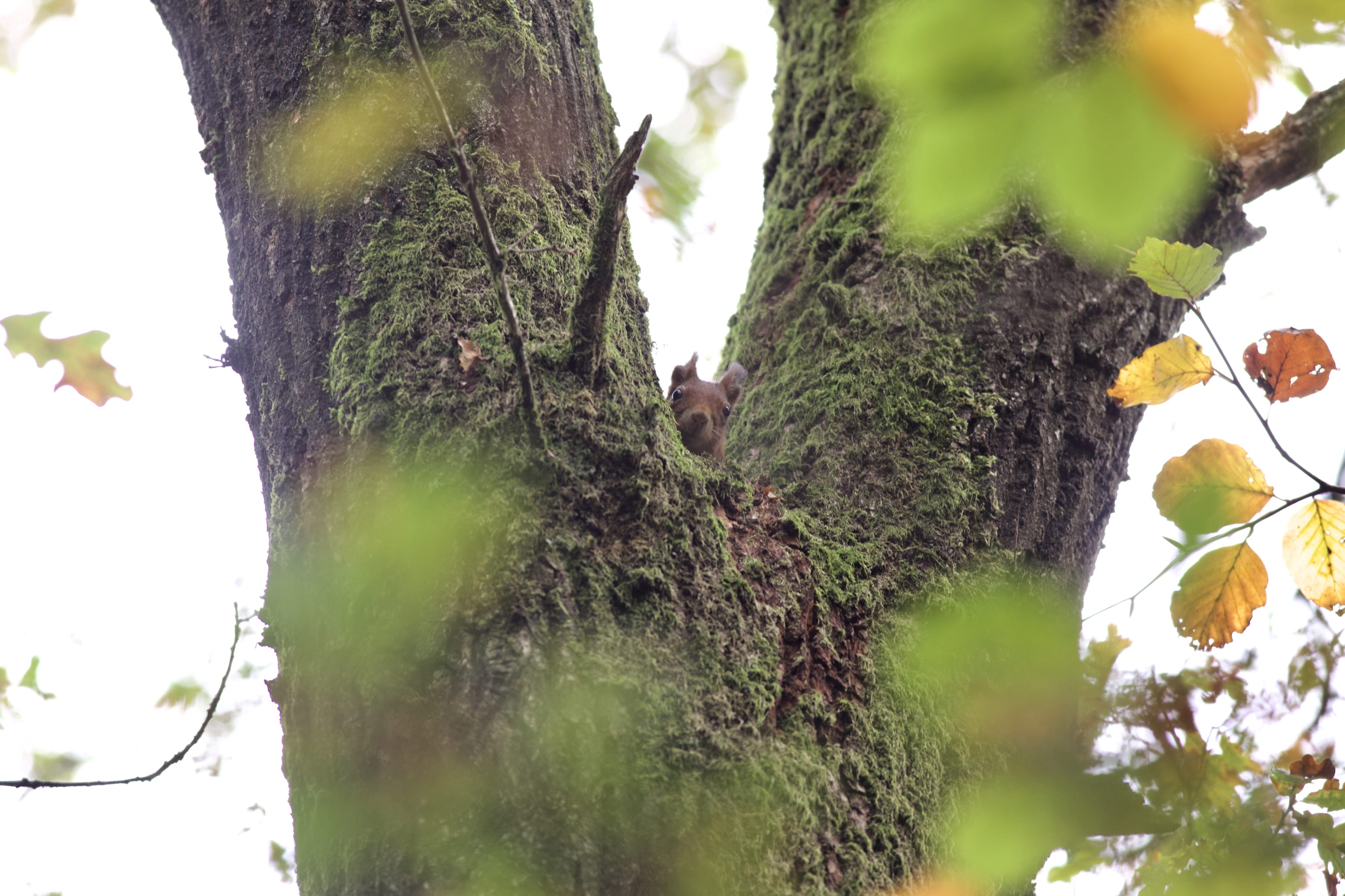 A curious red squirrel. Slightly annoited by the cold.