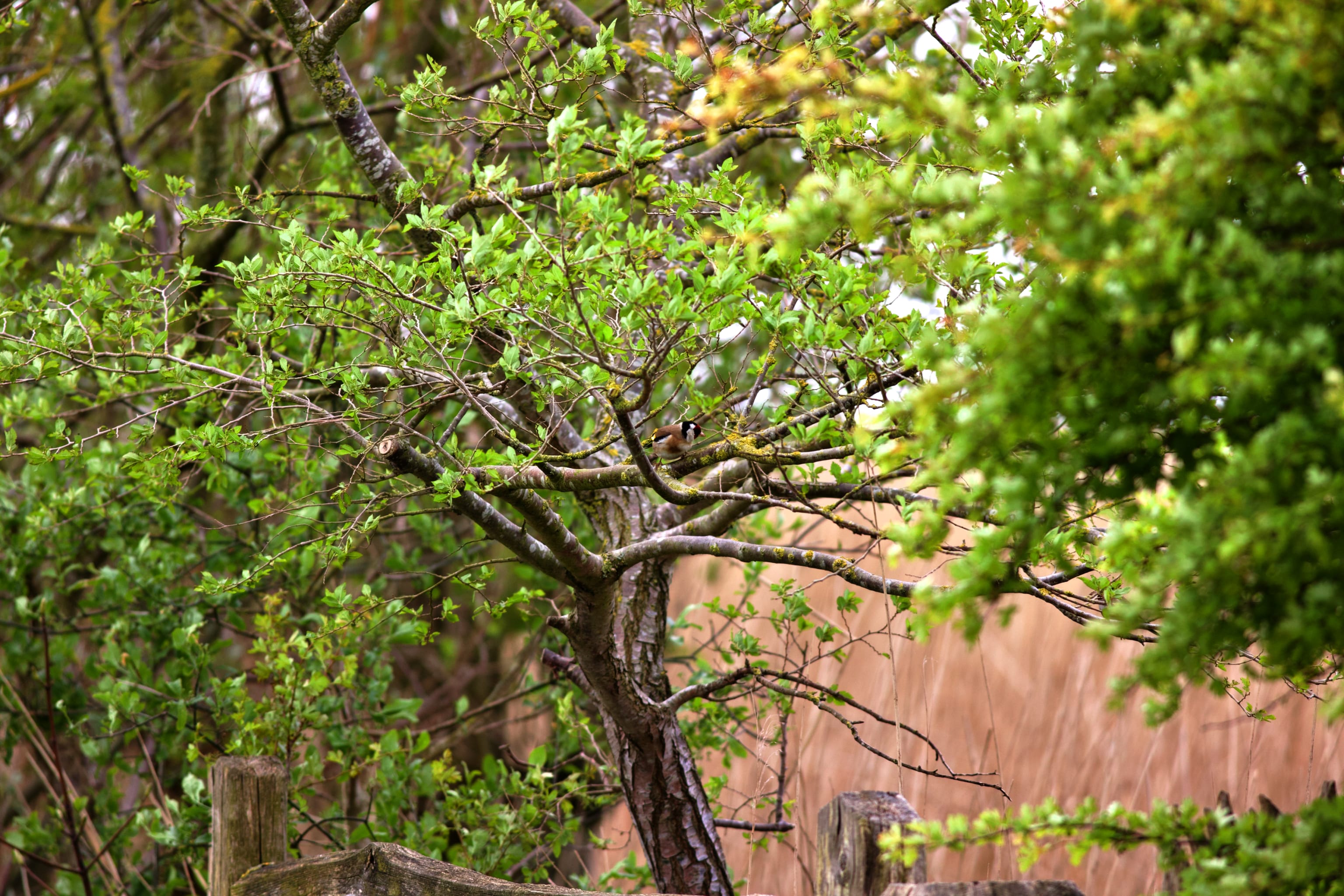 A couple of goldfinches (one in the picture).