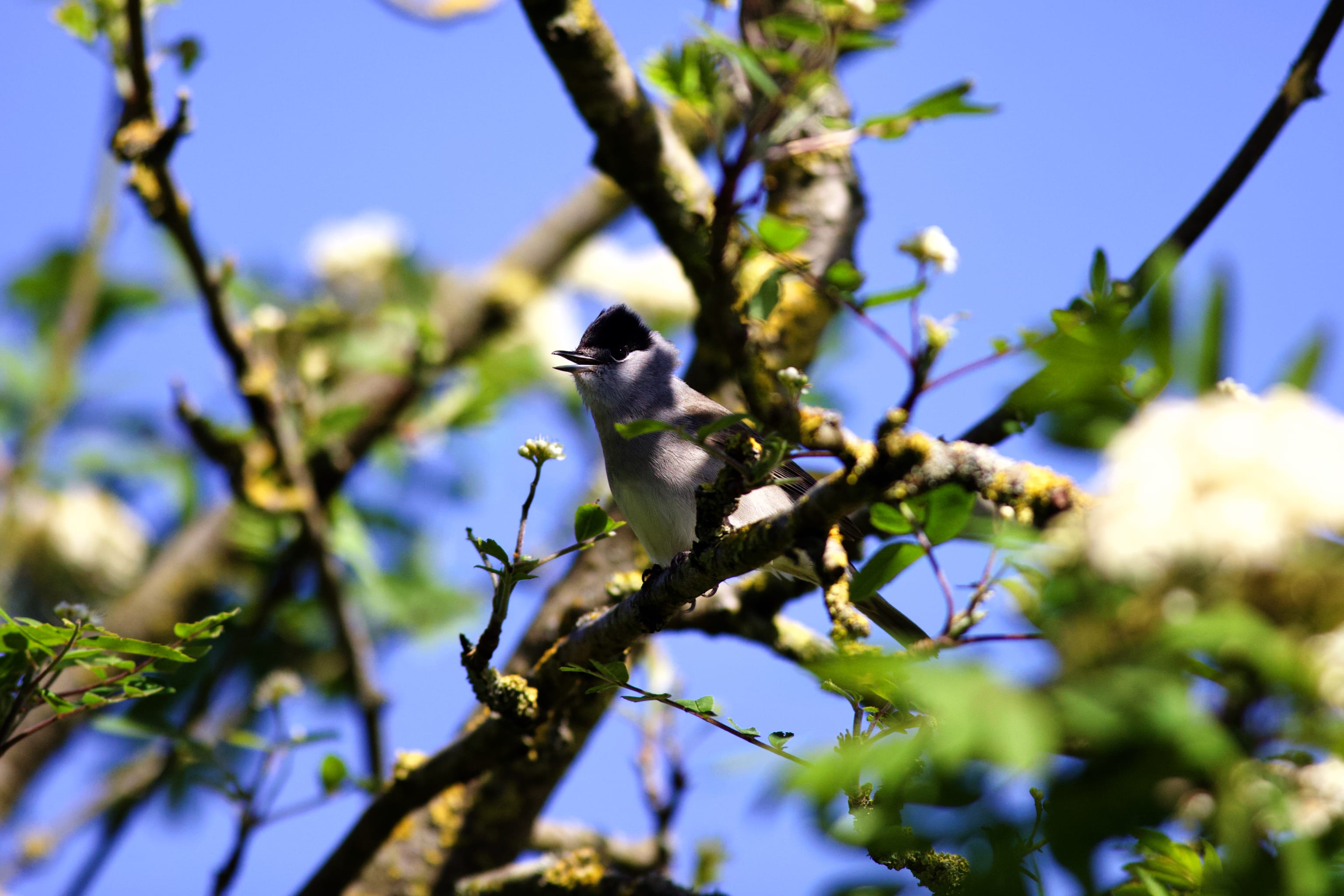 My absolute favorite moment of the weekend. A beautiful blackcap singing it's heart out between the beautiful spring blossom.