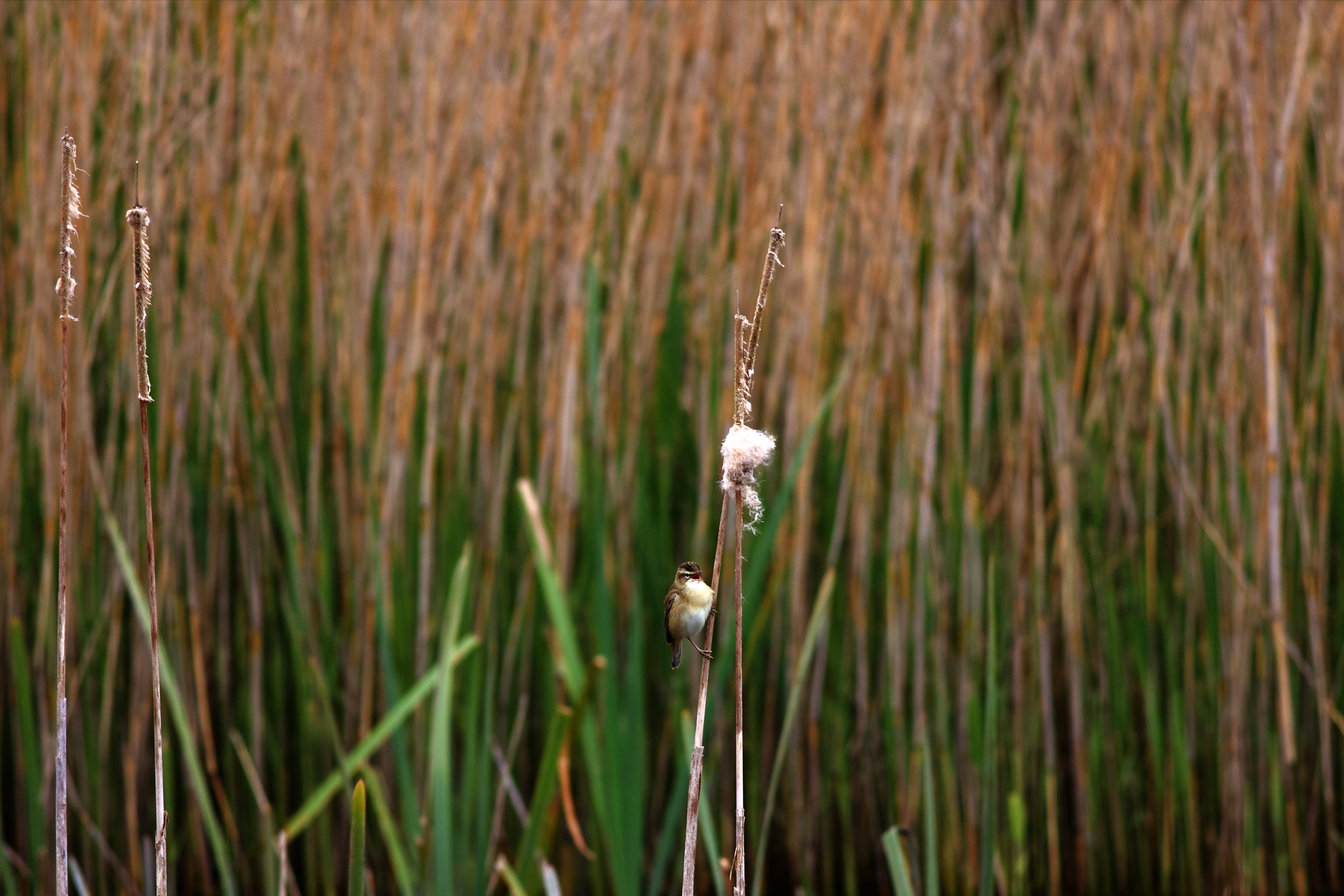 A shy sedge warbler.