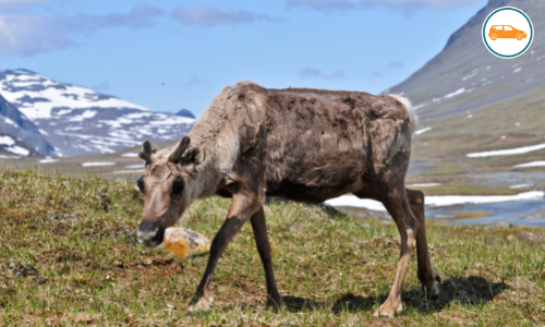 Sarek National Park Sarek National Park
